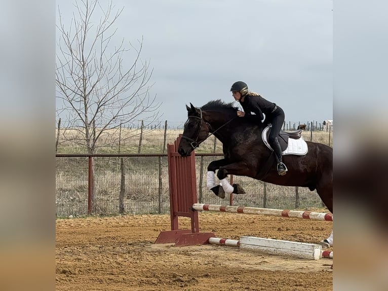 Draft Horse Mix Castrone 4 Anni Morello in Weatherford