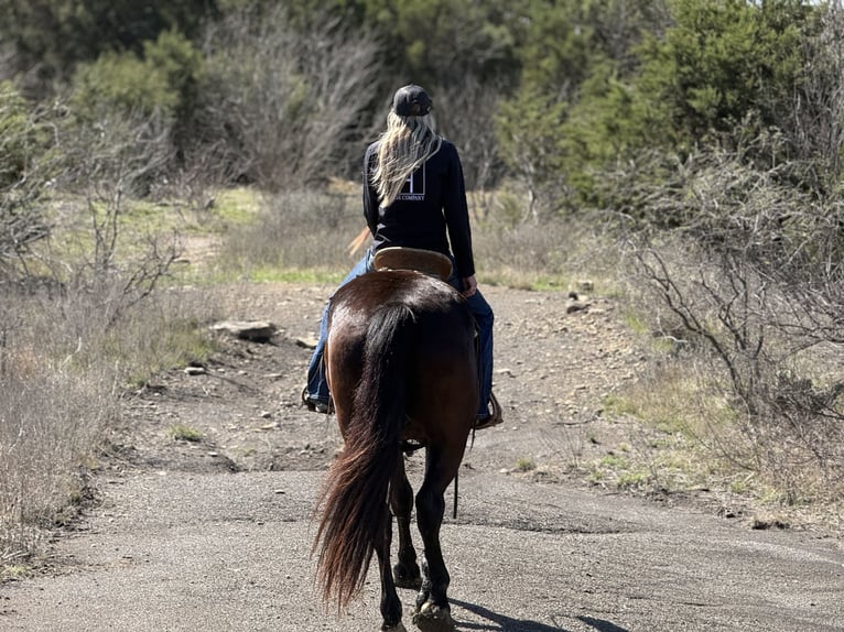 Draft Horse Mix Castrone 4 Anni Morello in Weatherford