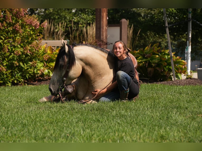 Draft Horse Mix Castrone 4 Anni Pelle di daino in Fresno