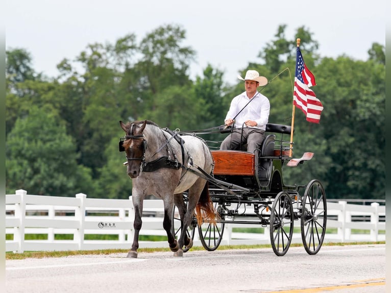 Draft Horse Mix Castrone 4 Anni Roano blu in Independence