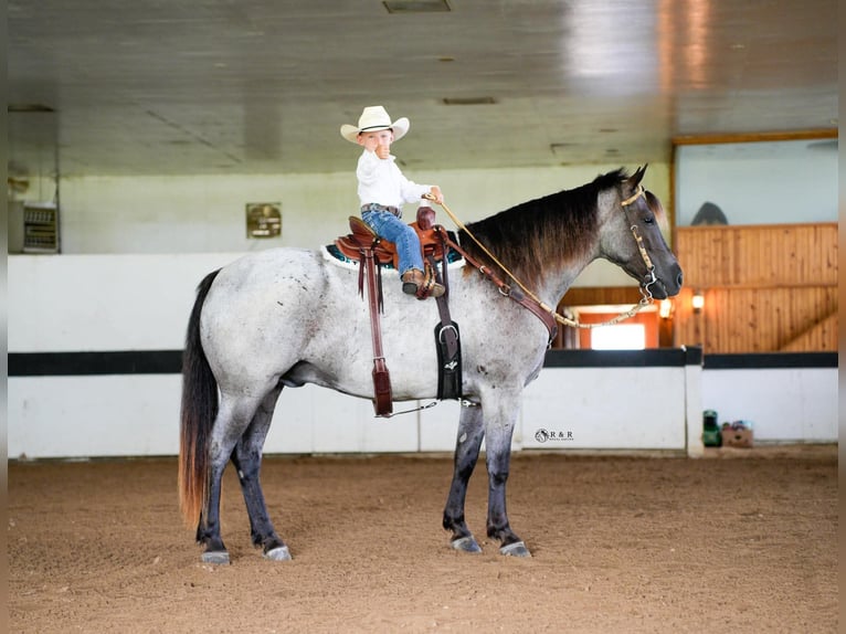 Draft Horse Mix Castrone 4 Anni Roano blu in Independence