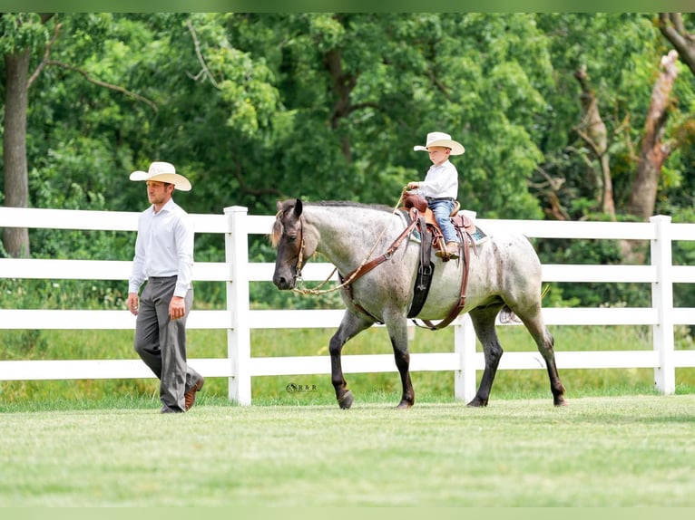 Draft Horse Mix Castrone 4 Anni Roano blu in Independence
