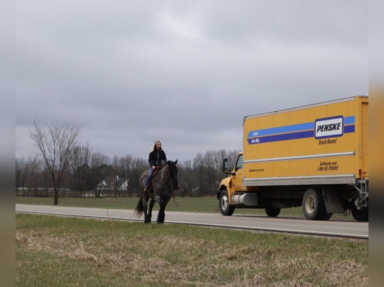 Draft Horse Mix Castrone 4 Anni Roano blu in Howell