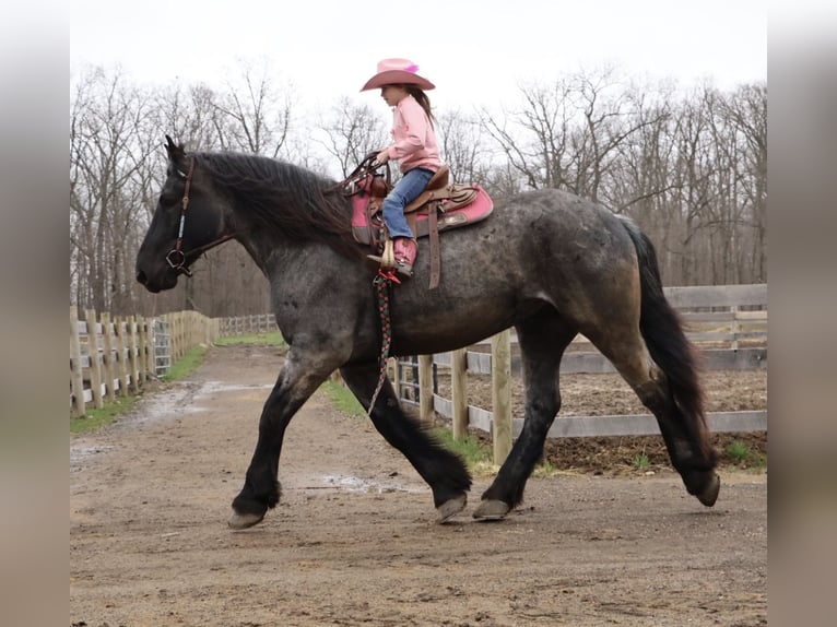 Draft Horse Mix Castrone 4 Anni Roano blu in Howell
