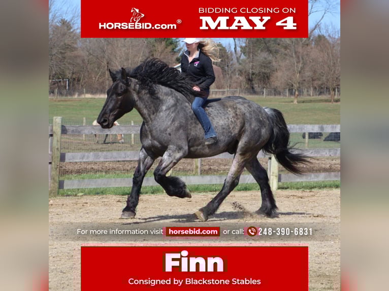 Draft Horse Mix Castrone 4 Anni Roano blu in Howell