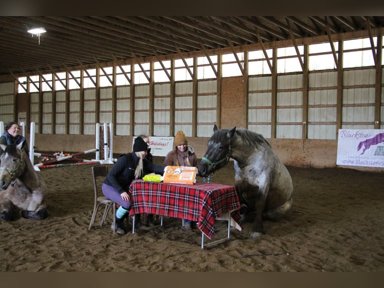 Draft Horse Castrone 4 Anni Roano blu in Highland MI