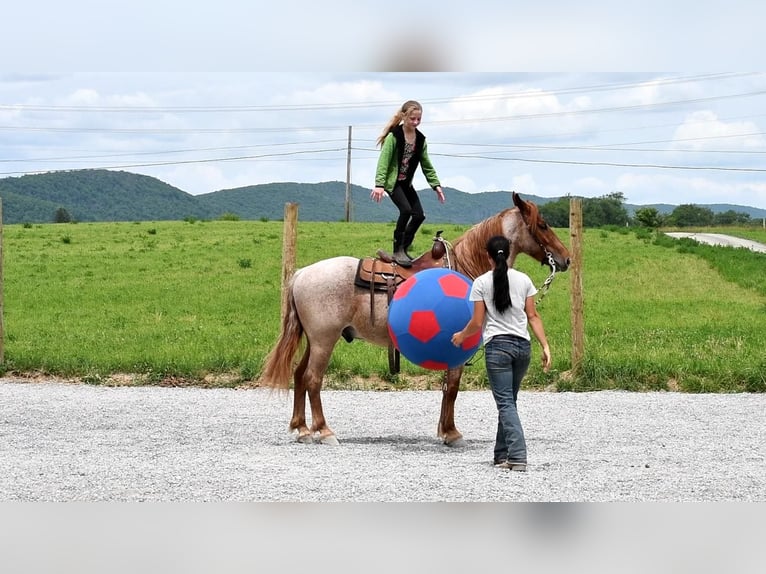 Draft Horse Mix Castrone 4 Anni Roano rosso in Rebersburg, PA