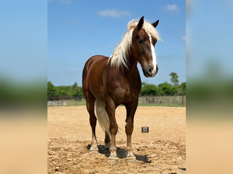 Draft Horse Mix Castrone 4 Anni Sauro ciliegia in Weatherford, TX