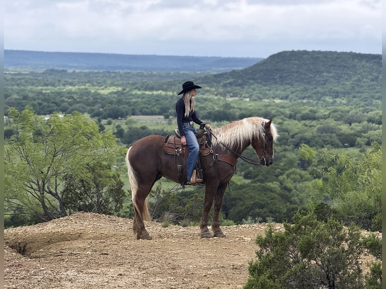 Draft Horse Mix Castrone 4 Anni Sauro ciliegia in Weatherford, TX