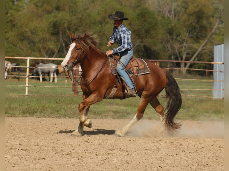Draft Horse Mix Castrone 4 Anni Sauro scuro in Baxter Springs