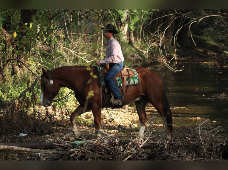 Draft Horse Mix Castrone 4 Anni Sauro scuro in Baxter Springs