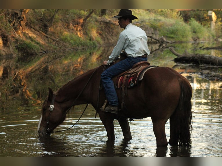 Draft Horse Mix Castrone 4 Anni Sauro scuro in Baxter Springs