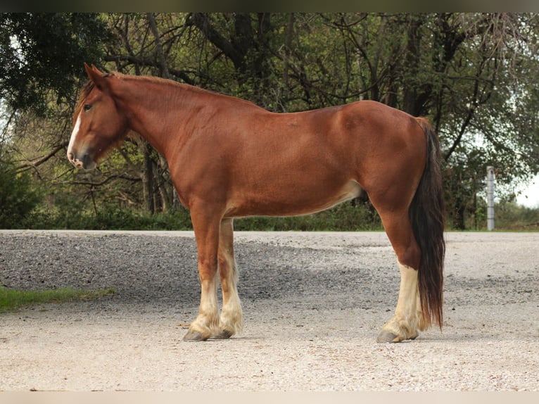 Draft Horse Mix Castrone 4 Anni Sauro scuro in Baxter Springs