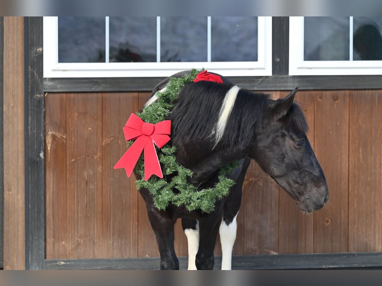 Draft Horse Mix Castrone 5 Anni 135 cm in Millersburg, OH