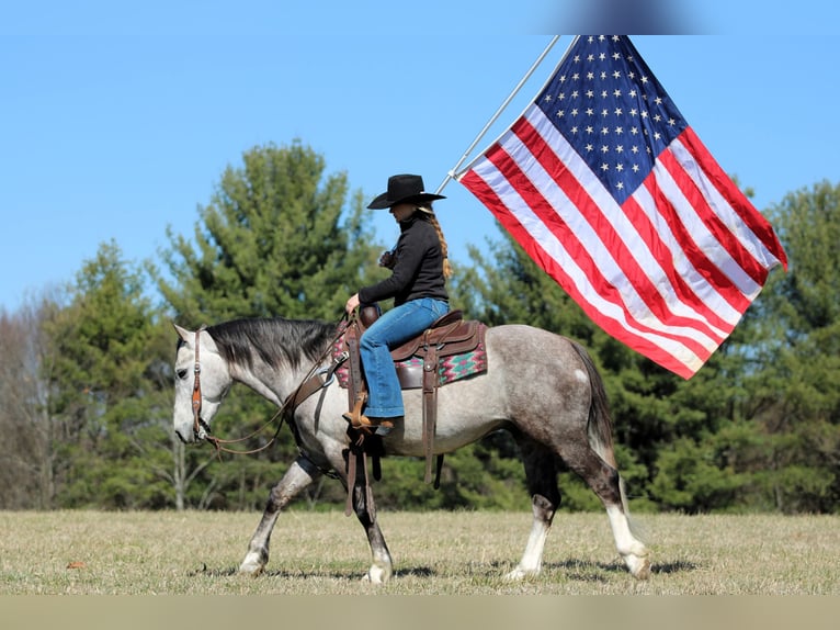 Draft Horse Mix Castrone 5 Anni 140 cm Grigio in Clarion