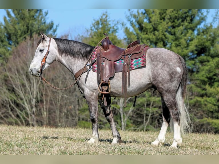 Draft Horse Mix Castrone 5 Anni 140 cm Grigio in Clarion