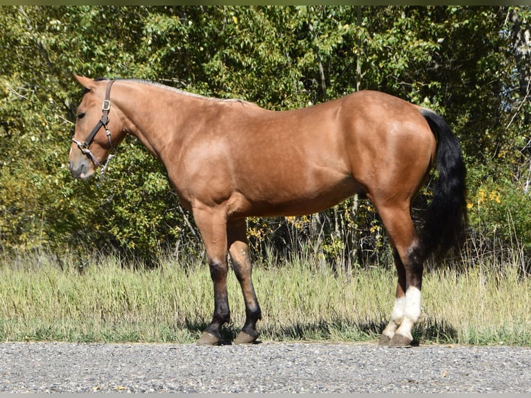 Draft Horse Mix Castrone 5 Anni 142 cm Pelle di daino in Bozeman