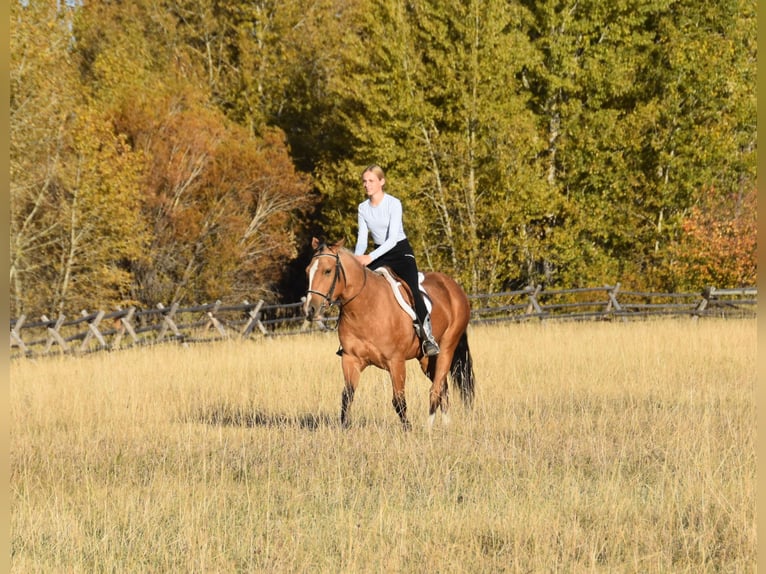 Draft Horse Mix Castrone 5 Anni 142 cm Pelle di daino in Bozeman