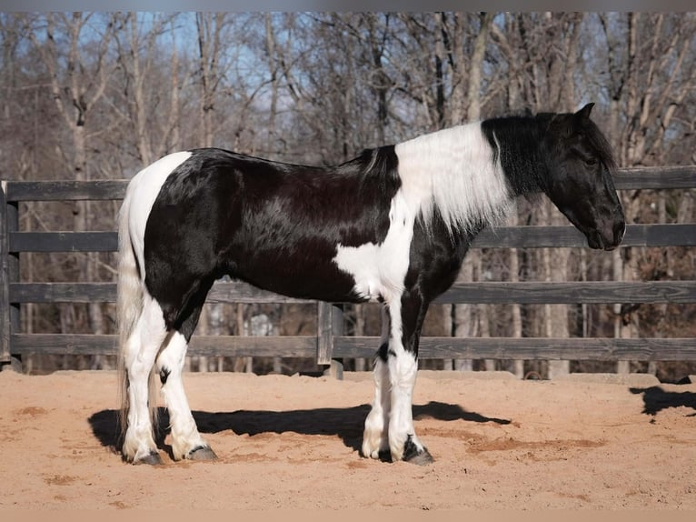 Draft Horse Mix Castrone 5 Anni 145 cm Pezzato in Clover