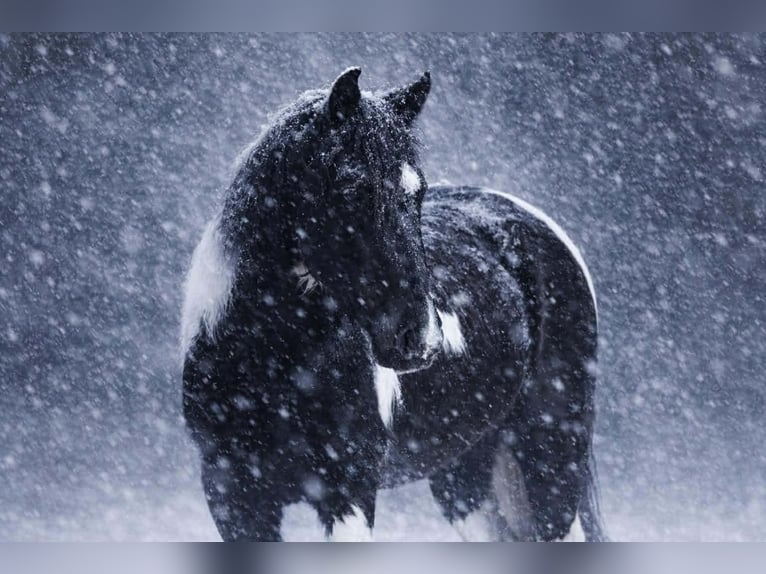 Draft Horse Mix Castrone 5 Anni 145 cm Pezzato in Clover