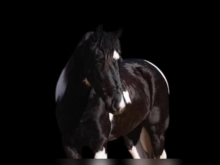 Draft Horse Mix Castrone 5 Anni 145 cm Pezzato in Clover