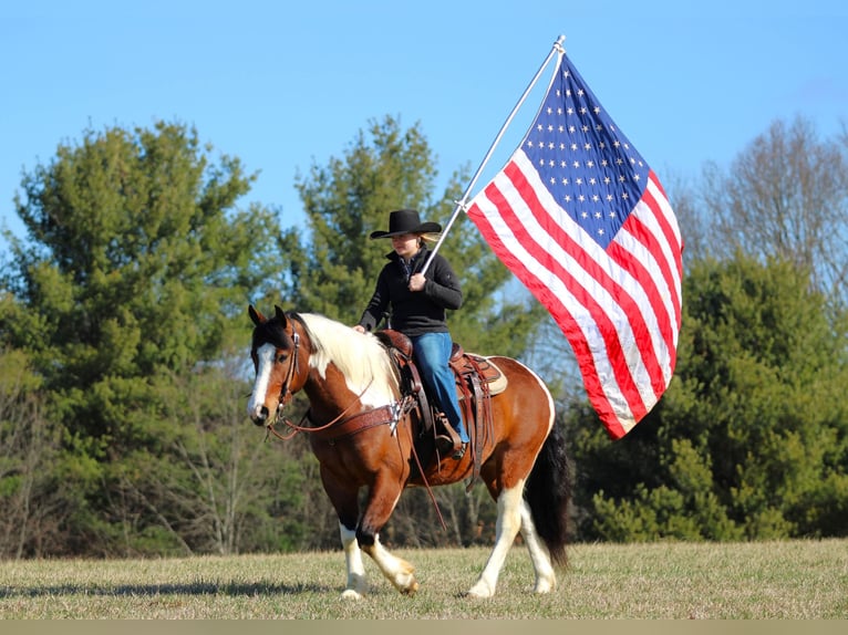 Draft Horse Mix Castrone 5 Anni 145 cm Pezzato in Clarion
