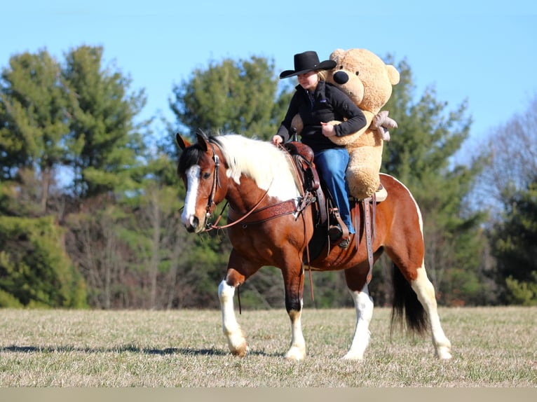 Draft Horse Mix Castrone 5 Anni 145 cm Pezzato in Clarion