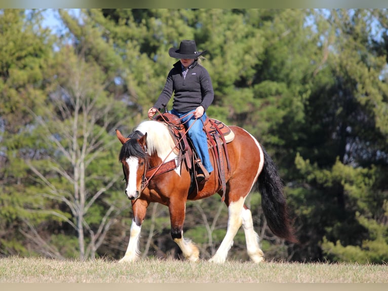 Draft Horse Mix Castrone 5 Anni 145 cm Pezzato in Clarion