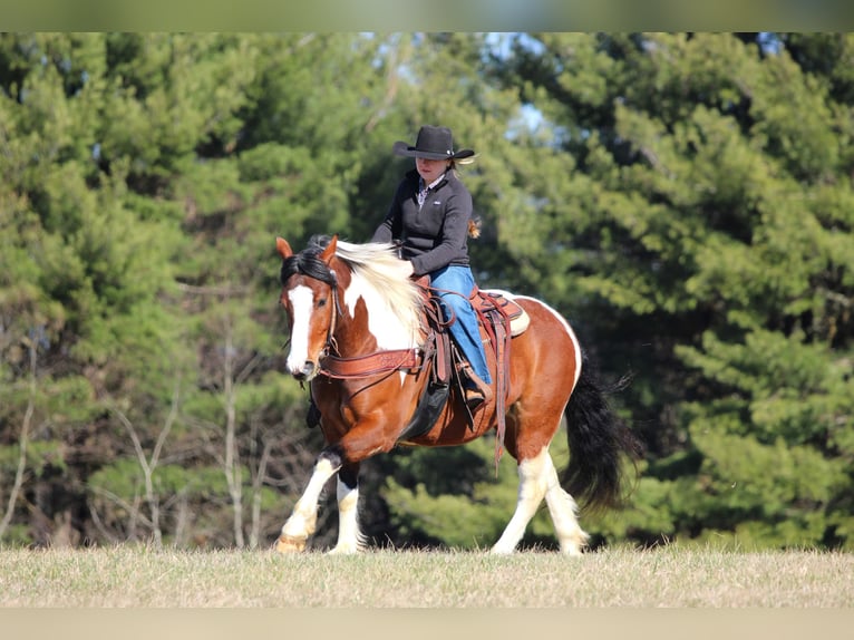 Draft Horse Mix Castrone 5 Anni 145 cm Pezzato in Clarion