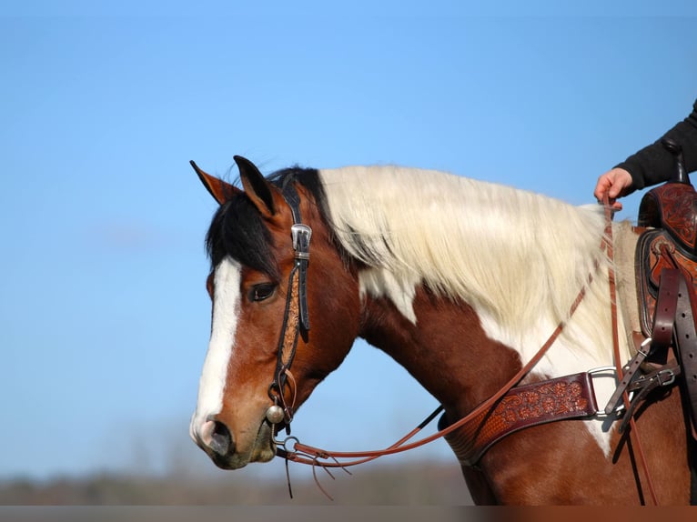 Draft Horse Mix Castrone 5 Anni 145 cm Pezzato in Clarion