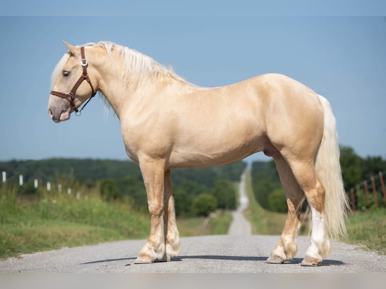 Draft Horse Castrone 5 Anni 147 cm Palomino in Ocala FL