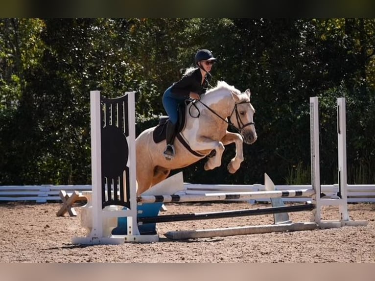 Draft Horse Mix Castrone 5 Anni 147 cm Pezzato in Clover Draft Horse Mix Castrone 5 Anni 147 cm Pezzato in Clover