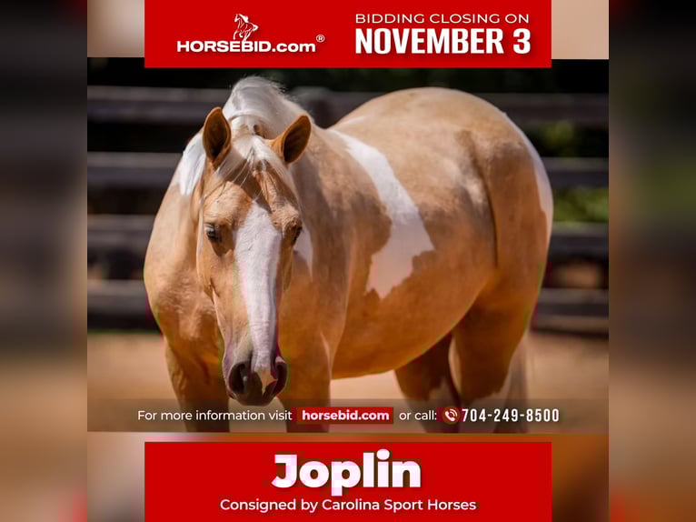 Draft Horse Mix Castrone 5 Anni 147 cm Pezzato in Clover Draft Horse Mix Castrone 5 Anni 147 cm Pezzato in Clover