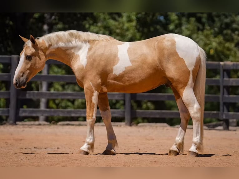 Draft Horse Mix Castrone 5 Anni 147 cm Pezzato in Clover Draft Horse Mix Castrone 5 Anni 147 cm Pezzato in Clover