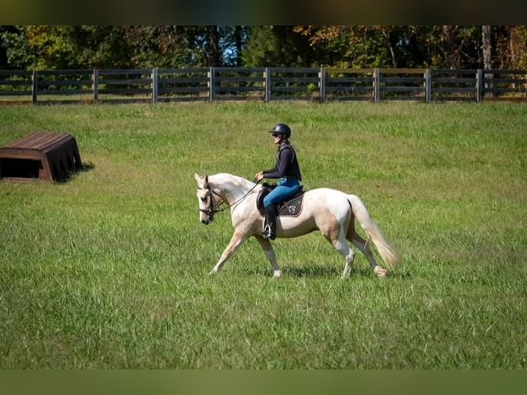 Draft Horse Mix Castrone 5 Anni 147 cm Pezzato in Clover Draft Horse Mix Castrone 5 Anni 147 cm Pezzato in Clover