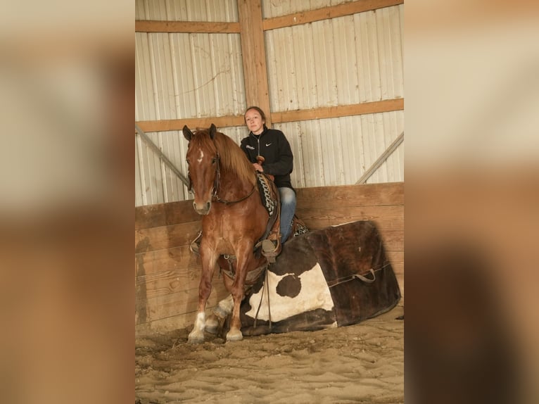 Draft Horse Mix Castrone 5 Anni 147 cm Sauro ciliegia in Baltic