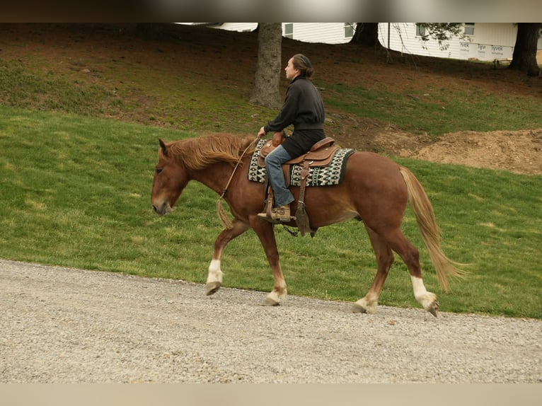 Draft Horse Mix Castrone 5 Anni 147 cm Sauro ciliegia in Baltic