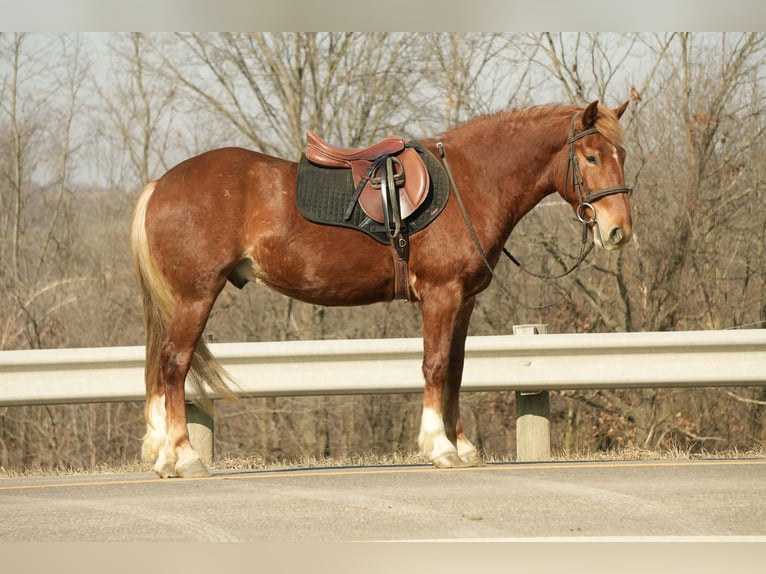 Draft Horse Mix Castrone 5 Anni 147 cm Sauro ciliegia in Baltic