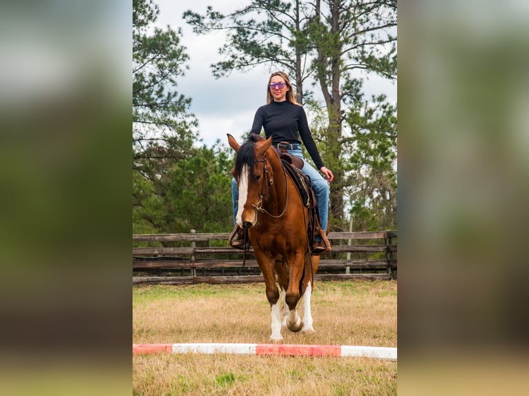 Draft Horse Mix Castrone 5 Anni 152 cm Baio ciliegia in Morriston, FL