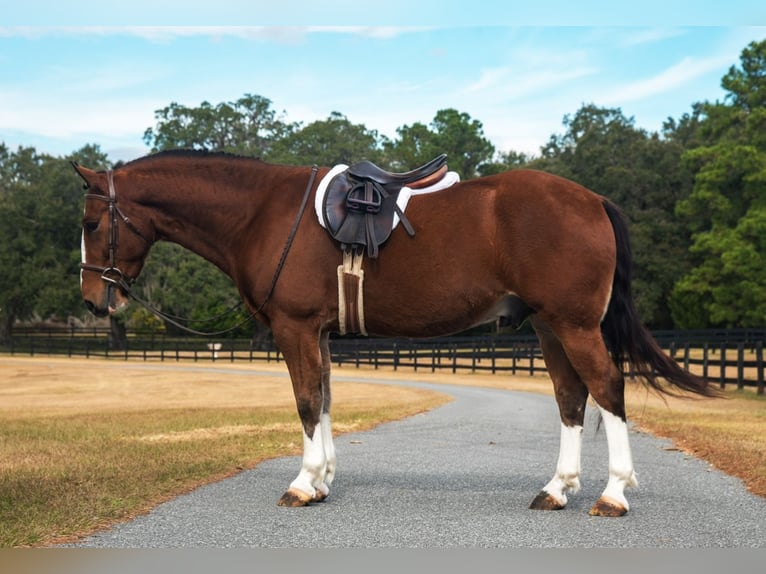 Draft Horse Mix Castrone 5 Anni 152 cm Baio ciliegia in Morriston, FL