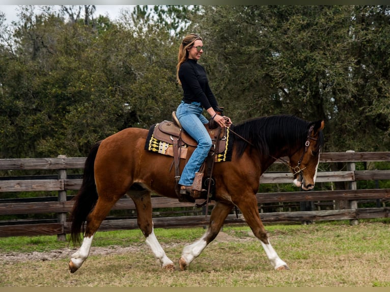 Draft Horse Mix Castrone 5 Anni 152 cm Baio ciliegia in Morriston, FL