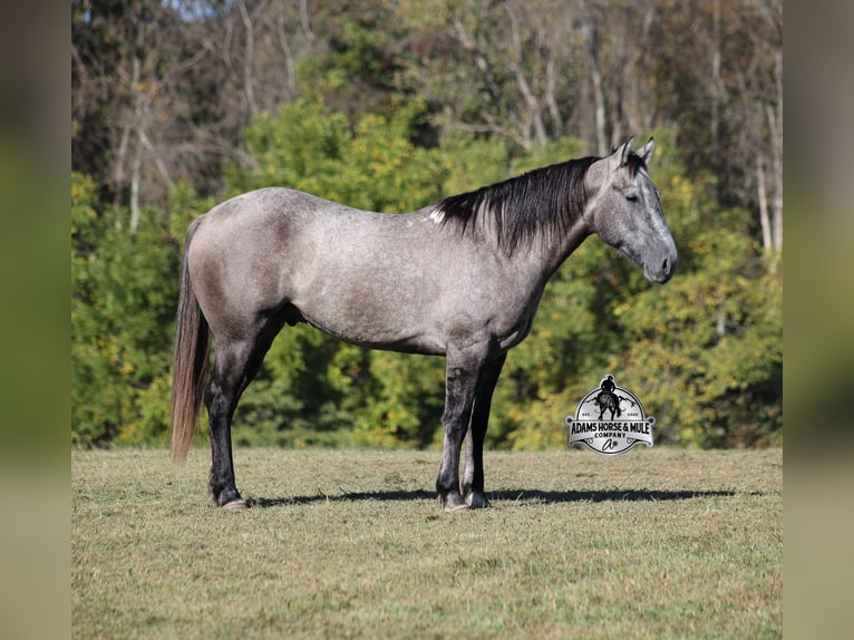 Draft Horse Castrone 5 Anni 152 cm Grigio in Mount Vernon