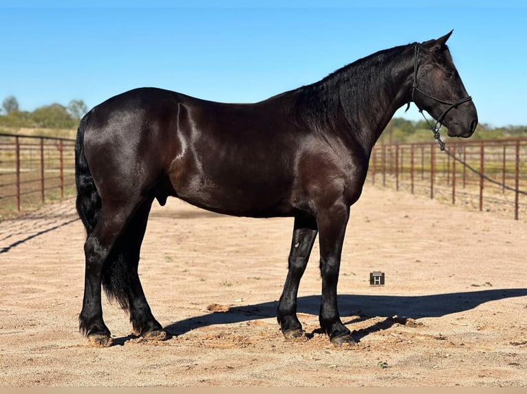 Draft Horse Castrone 5 Anni 152 cm Morello in Jacksboro TX