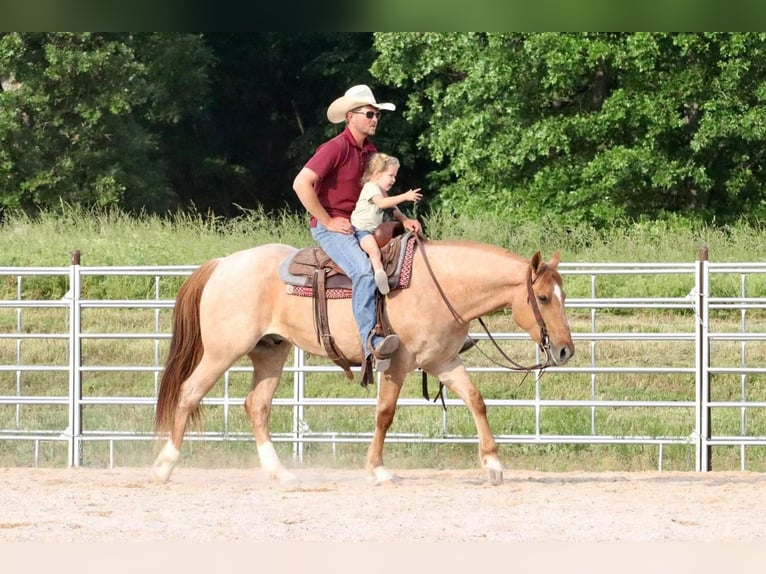 Draft Horse Mix Castrone 5 Anni 152 cm in Purdy, MO
