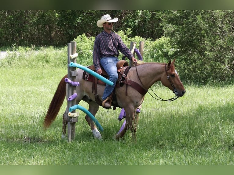 Draft Horse Mix Castrone 5 Anni 152 cm in Purdy, MO