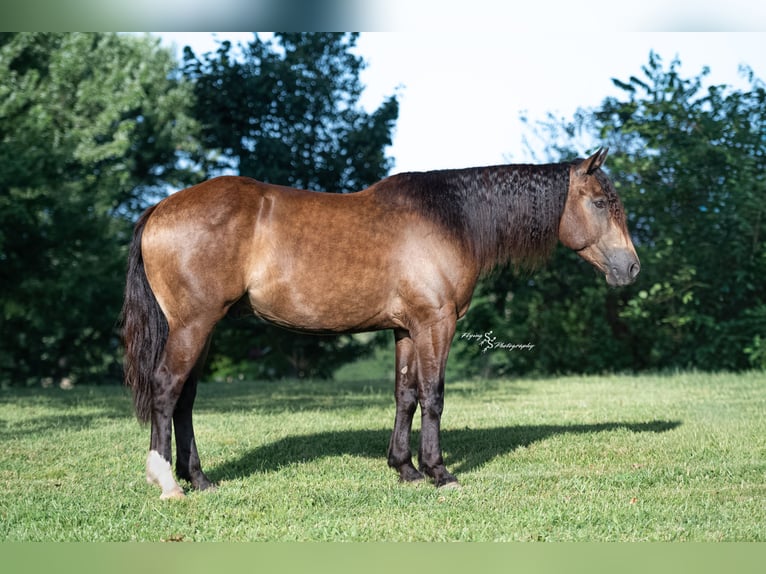 Draft Horse Mix Castrone 5 Anni 152 cm Pelle di daino in Walker