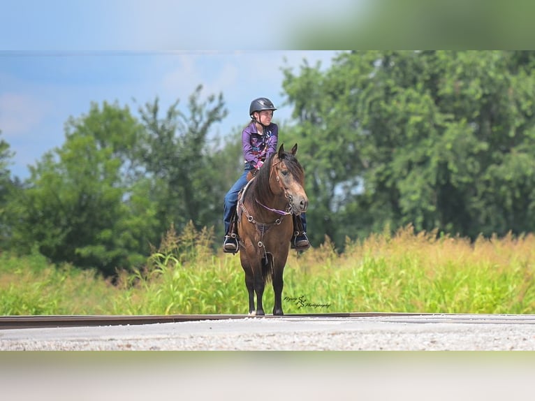 Draft Horse Mix Castrone 5 Anni 152 cm Pelle di daino in Walker