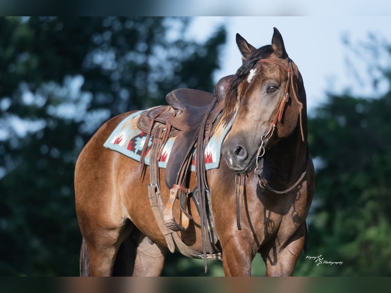 Draft Horse Mix Castrone 5 Anni 152 cm Pelle di daino in Walker