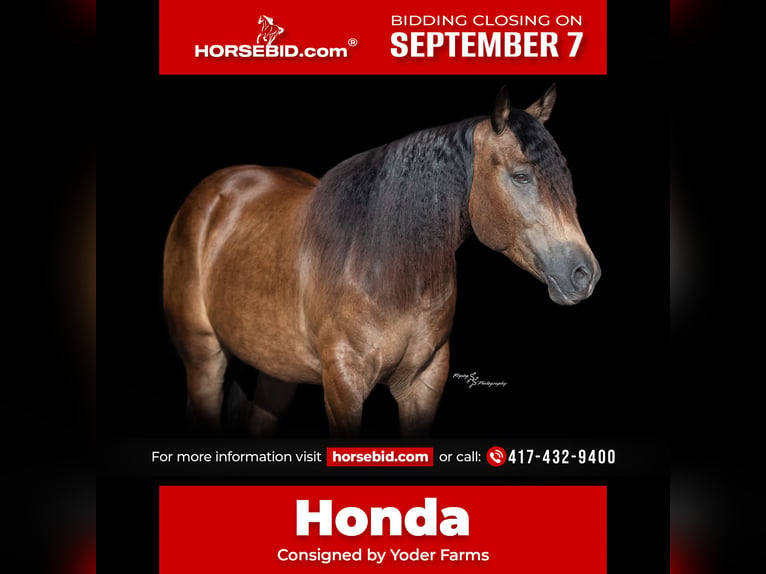 Draft Horse Mix Castrone 5 Anni 152 cm Pelle di daino in Walker