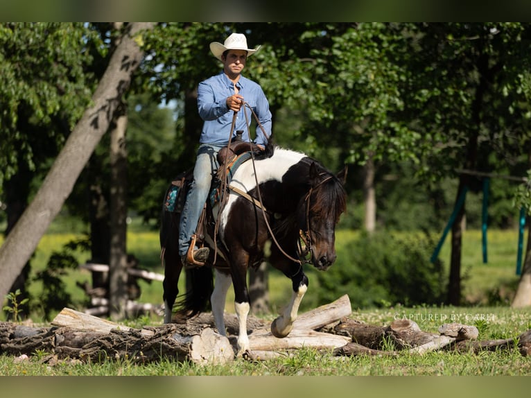 Draft Horse Mix Castrone 5 Anni 152 cm Pezzato in Lewistown